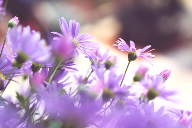Close-up van een paarse bloem die buiten bloeit