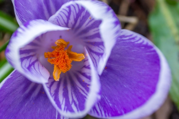 Foto close-up van een paarse bloem die buiten bloeit