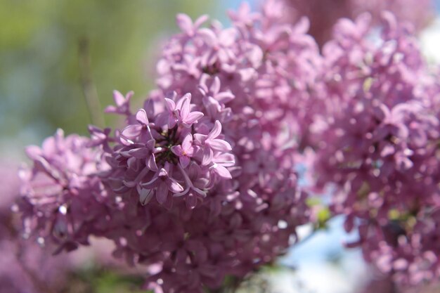 Close-up van een paarse bloem die in het park bloeit