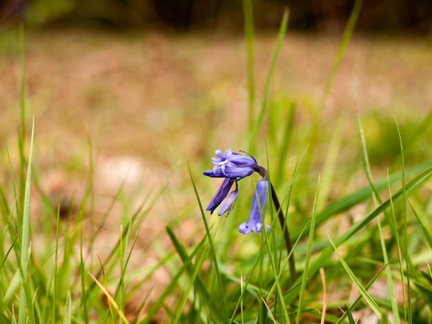 Close-up van een paarse bloem die op het veld groeit