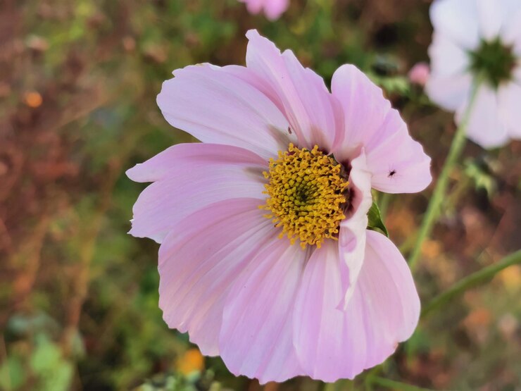 Foto close-up van een paarse bloem in het veld