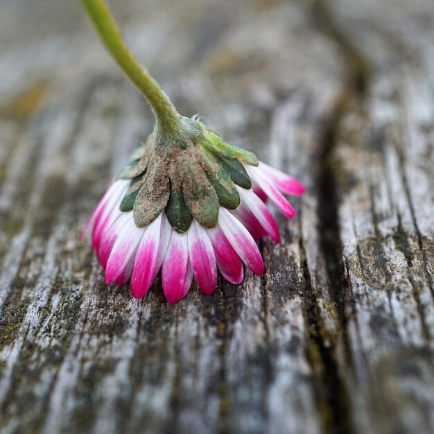 Foto close-up van een paarse bloem op hout