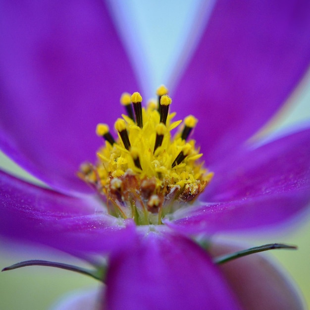 Foto close-up van een paarse bloem