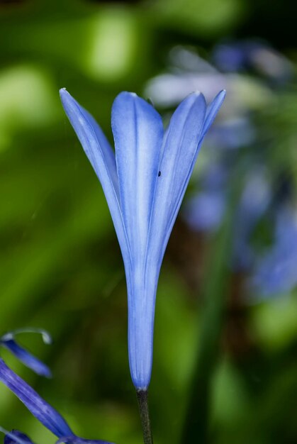 Foto close-up van een paarse bloem