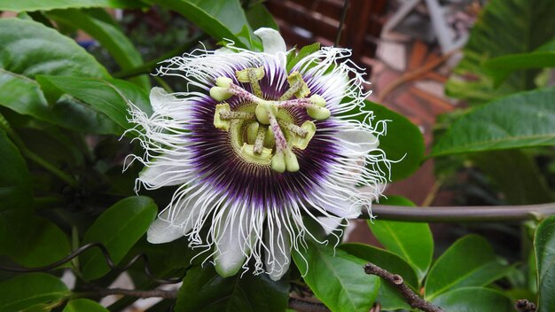 Foto close-up van een paarse bloem