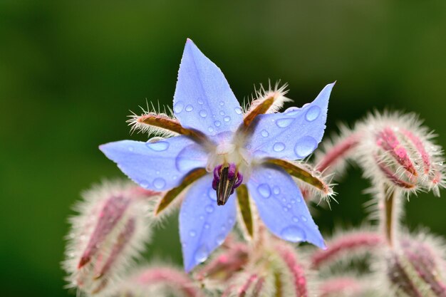 Foto close-up van een paarse bloem