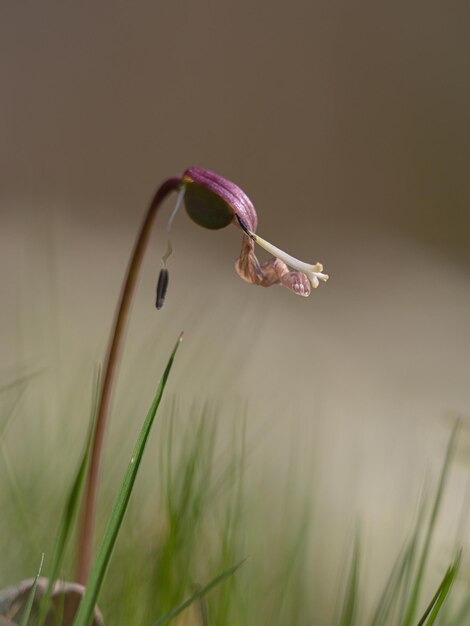 Foto close-up van een paarse bloem