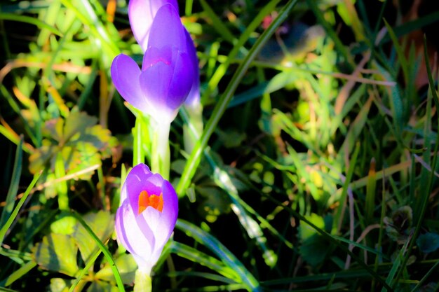 Foto close-up van een paarse bloem