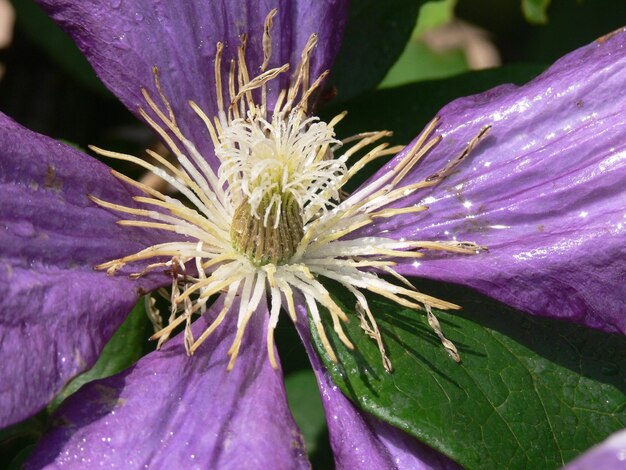 Close-up van een paarse bloem