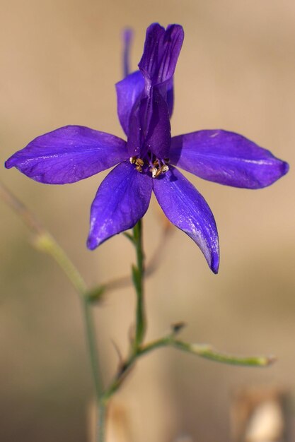 Foto close-up van een paarse bloem