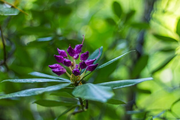 Foto close-up van een paarse bloem