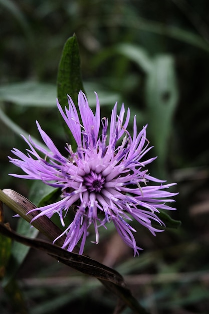 Foto close-up van een paarse bloem