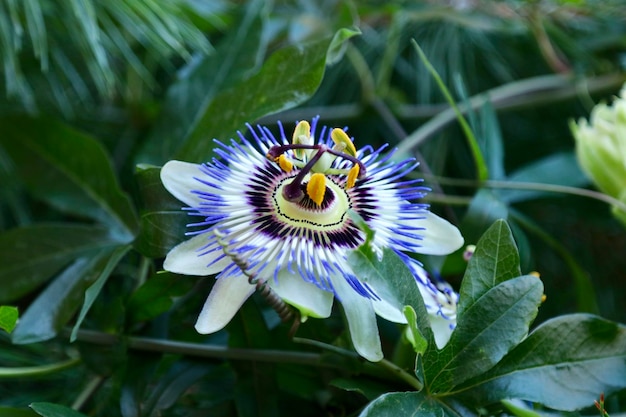 Foto close-up van een paarse bloem