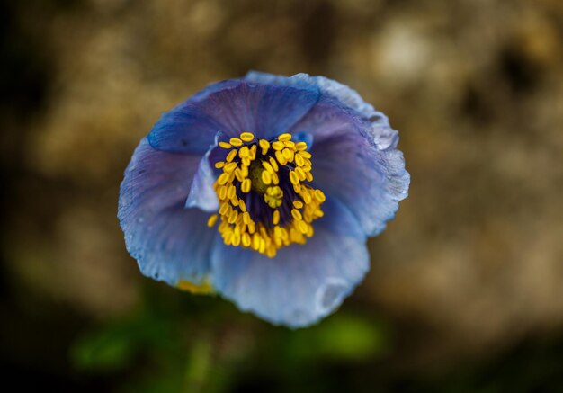 Foto close-up van een paarse bloem