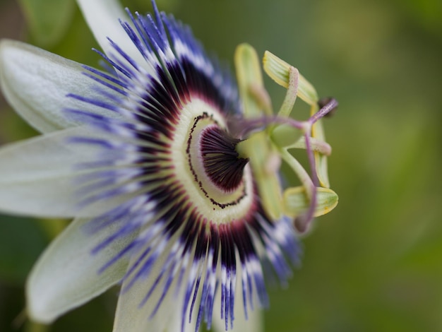 Foto close-up van een paarse bloem