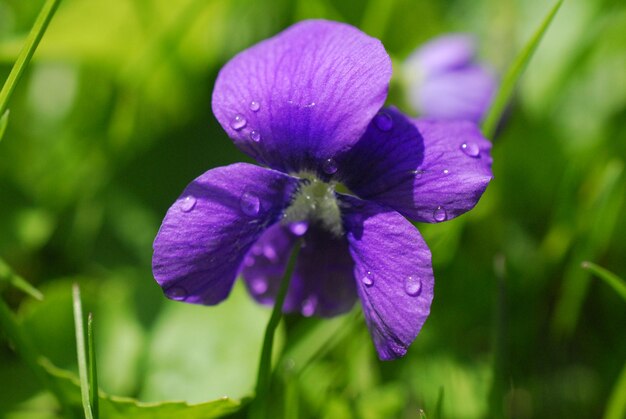 Foto close-up van een paarse bloem