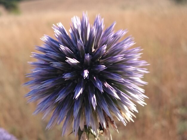 Foto close-up van een paarse bloem