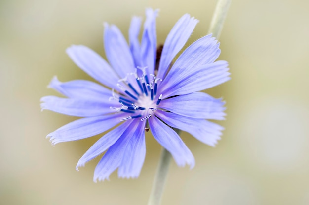 Foto close-up van een paarse bloem