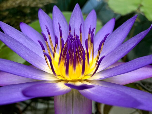 Close-up van een paarse bloem