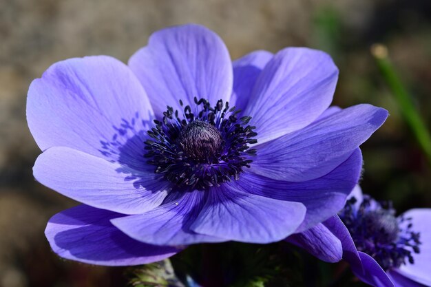 Foto close-up van een paarse bloem