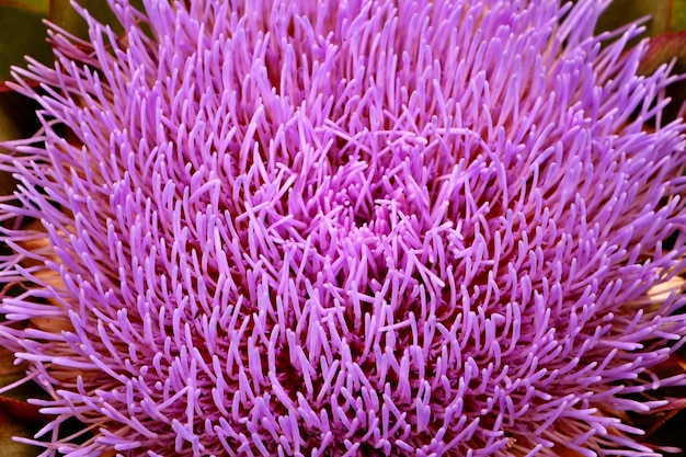 Close-up van een paarse bloem