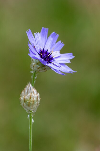 Foto close-up van een paarse bloem