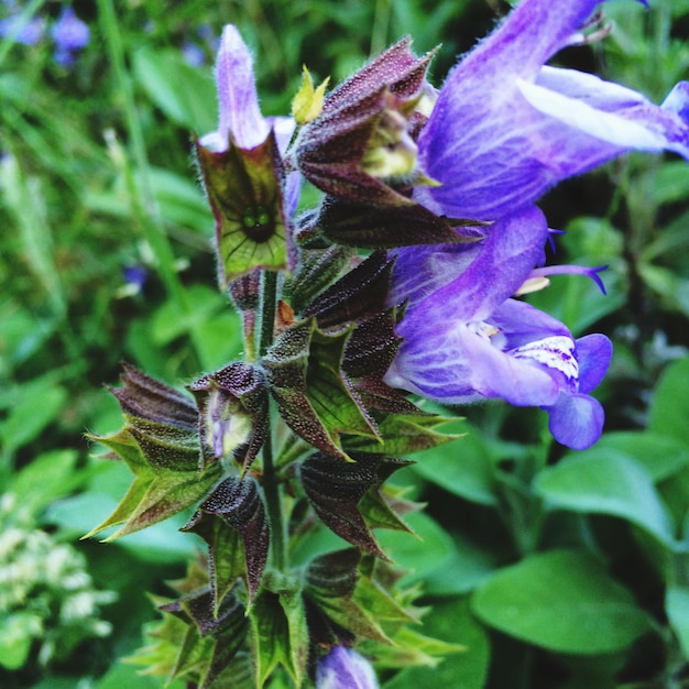 Foto close-up van een paarse bloem