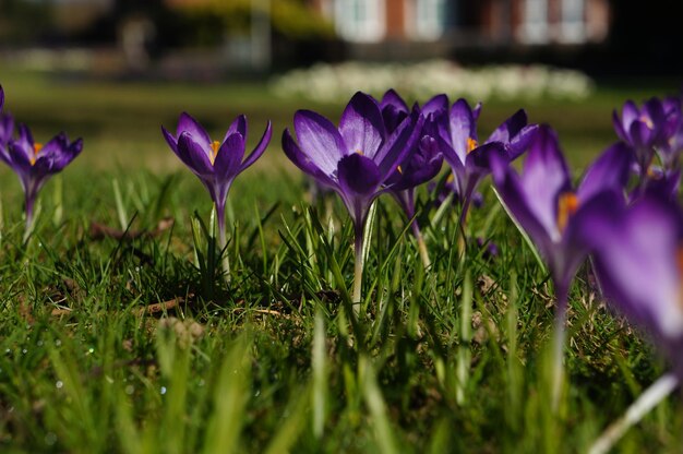 Foto close-up van een paarse crocus die buiten bloeit