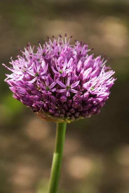 Foto close-up van een paarse crocus die buiten bloeit