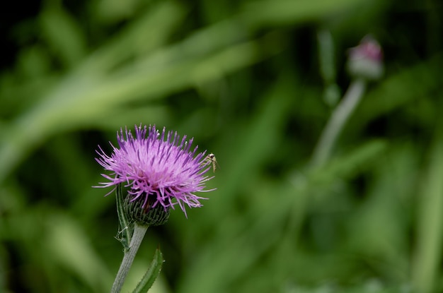 Close-up van een paarse distel die buiten bloeit