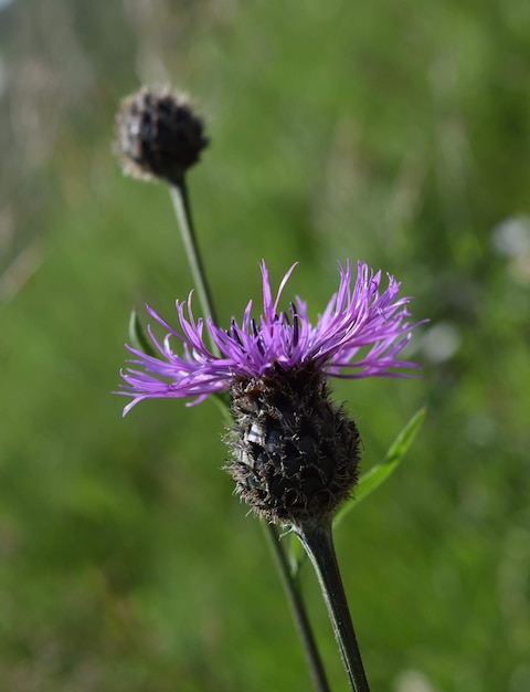 Close-up van een paarse distelbloem