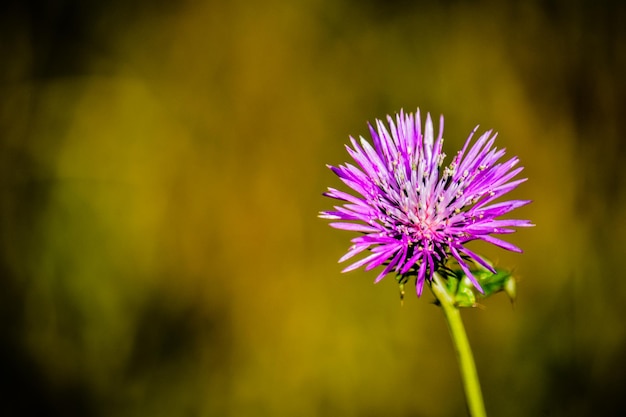 Close-up van een paarse distelbloem