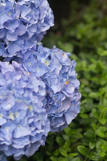 Close-up van een paarse hortensia