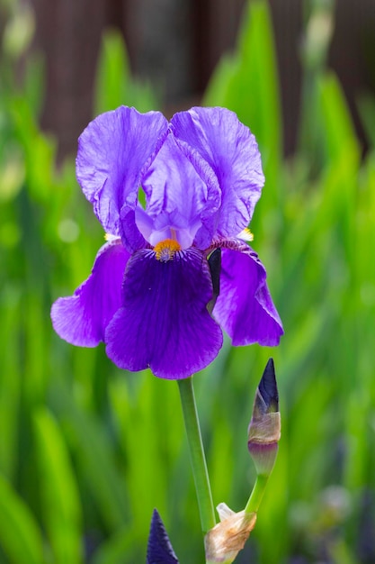 Close-up van een paarse Iris op een achtergrond van groen gras