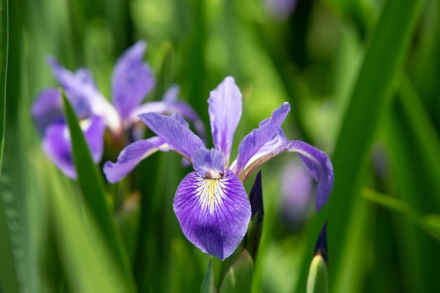Foto close-up van een paarse irisbloem