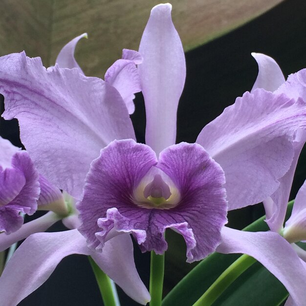 Foto close-up van een paarse irisbloem