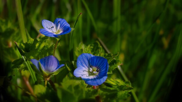 Foto close-up van een paarse irisbloem