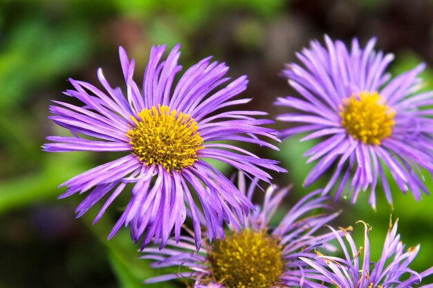 Foto close-up van een paarse kegelbloem die buiten bloeit