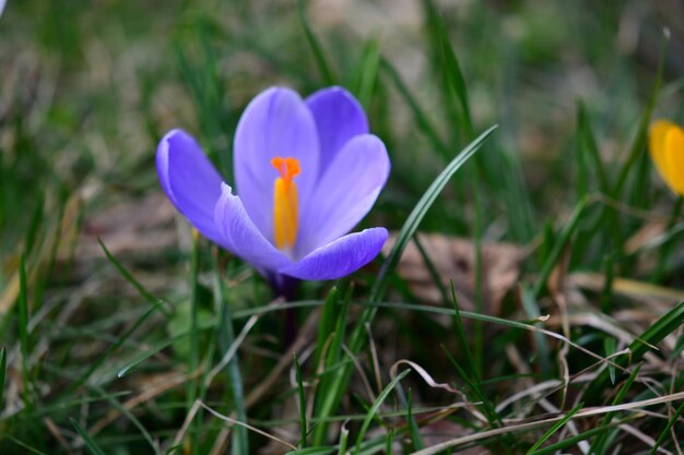 Foto close-up van een paarse krokusbloem op het veld.