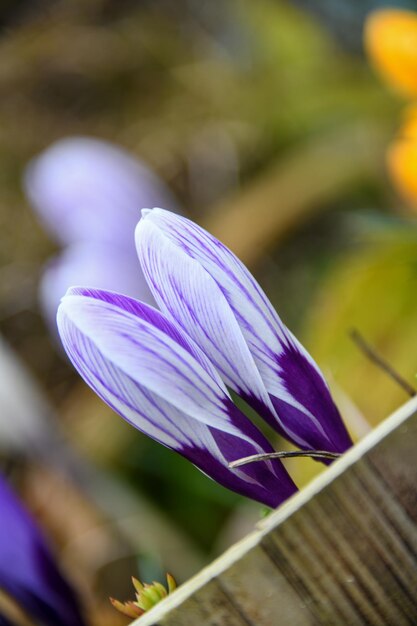 Foto close-up van een paarse krokusbloem