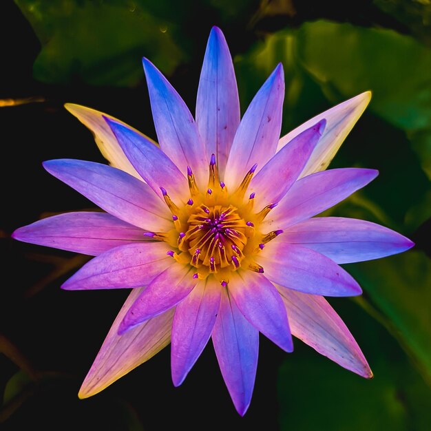 Foto close-up van een paarse lotus in een meer