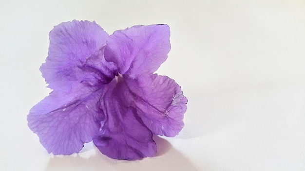 Close-up van een paarse Mexicaanse petuniabloem of ruellia simplex op witte achtergrond