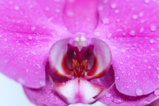 Close up van een paarse orchidee op witte achtergrond selectieve aandacht