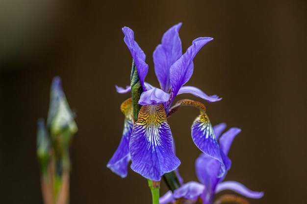 Foto close-up van een paarse orchidee