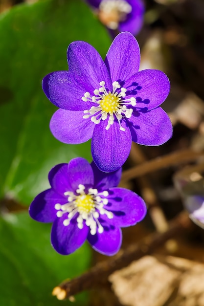 Close up van een paarse tropische bloem