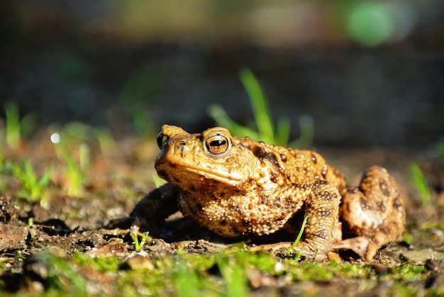 Close-up van een pad