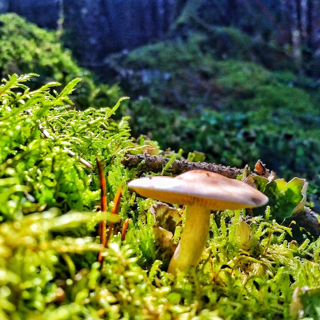 Close-up van een paddenstoel die in het bos groeit