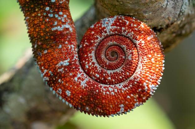 Close-up van een paddenstoel die op een boom groeit