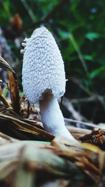 Close-up van een paddenstoel die op het veld in een bos groeit