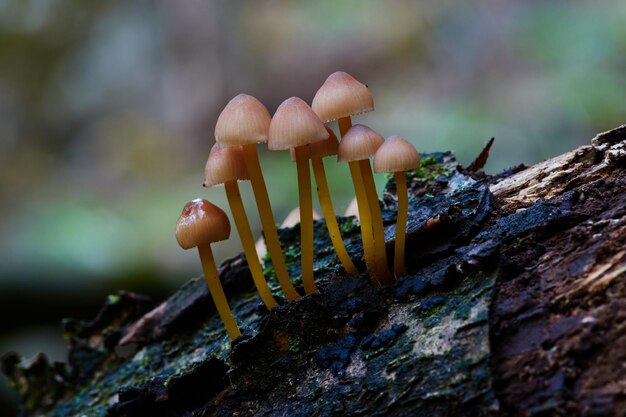 Close-up van een paddenstoel die op hout groeit